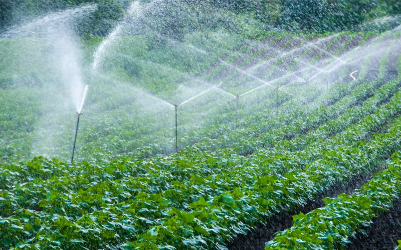 Automatic Sprinkler irrigation system watering in the farm, Indi